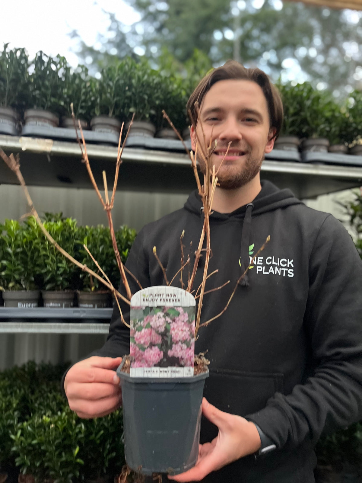 A smiling person in a One Click Plants hoodie holds a potted Deutzia &#39;Mont Rose&#39; 1L / 2L, a shrub with pink flowers. Elegant shrubs and lush green potted plants fill the shelves in the background.