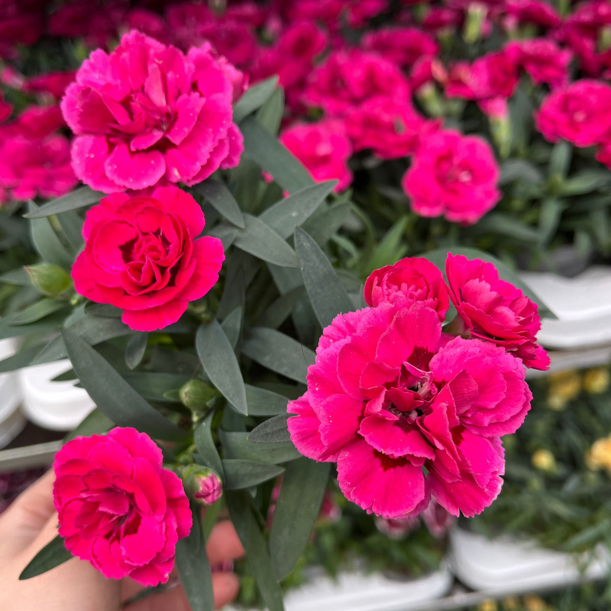 A close-up of a hand holding Dianthus Fuchsia Pink (9cm growers pot), vibrant pink blooms with green leaves, surrounded by summer flowers and lush green foliage in the background.