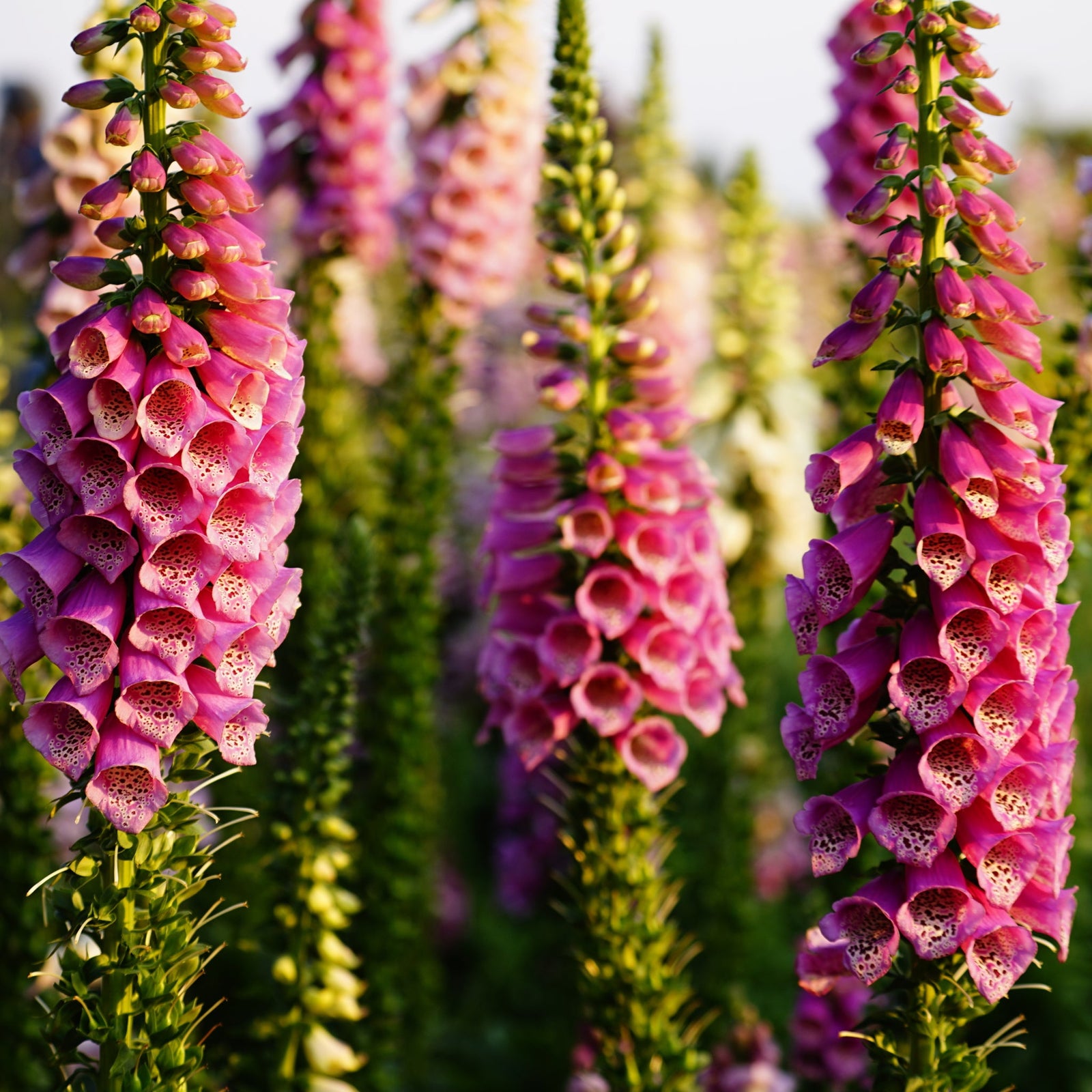 A close-up of Digitalis purpurea 'Dalmation Rose' (9cm/1.5L/3L) reveals its pink foxglove blooms with dark spotted throats, while a bumblebee collects nectar against a backdrop of green foliage.