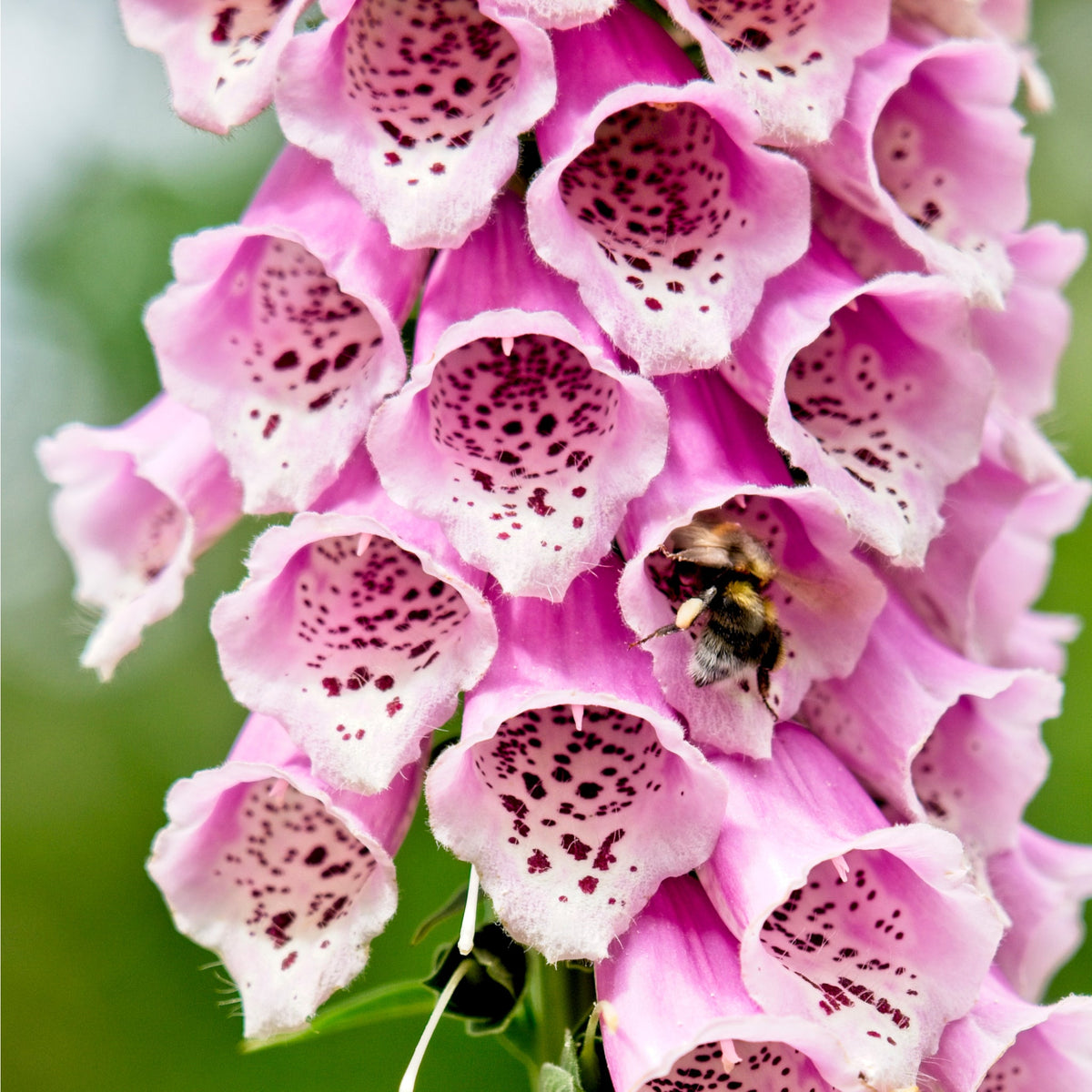 A close-up of Digitalis purpurea &#39;Dalmation Rose&#39; (9cm/1.5L/3L) reveals its pink foxglove blooms with dark spotted throats, while a bumblebee collects nectar against a backdrop of green foliage.
