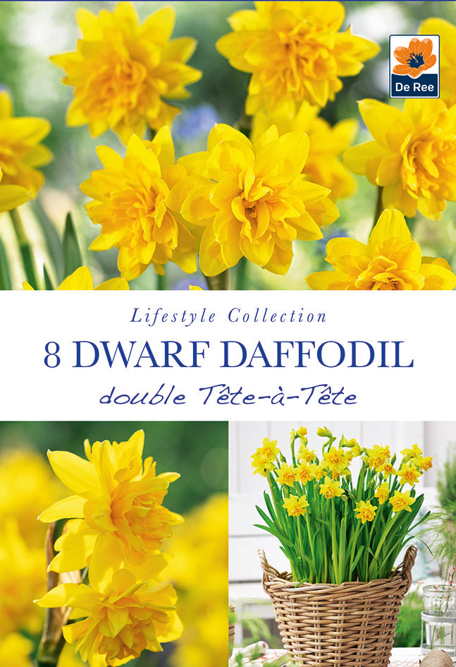 Narcissus Tete Boucle (Scented Dwarf Double Daffodil - 8 Bulbs)