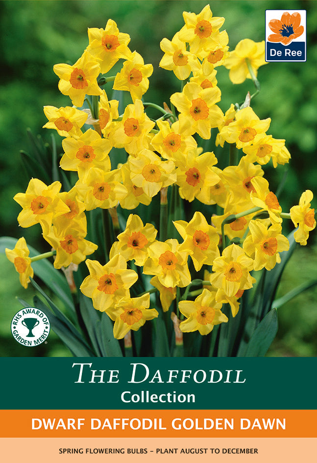 Dwarf Daffodil &#39;Golden Dawn&#39; (8 Bulbs)