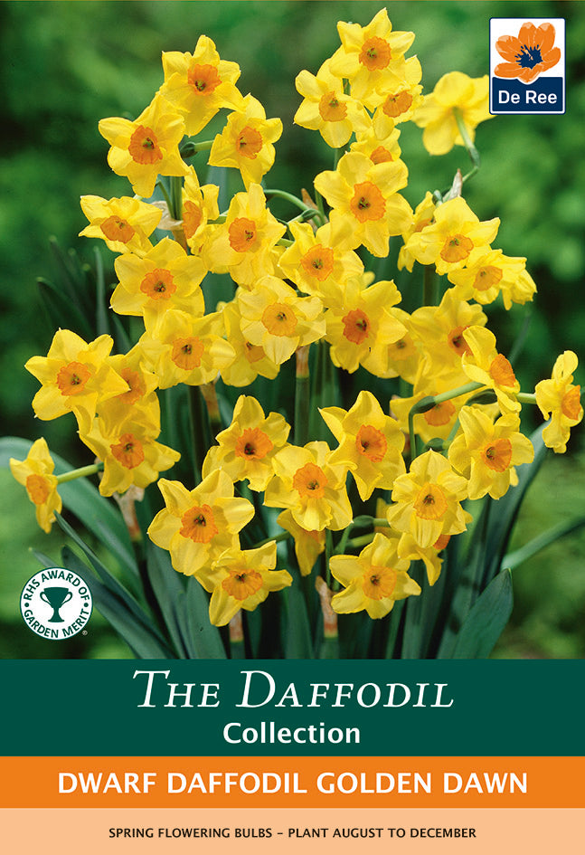 Dwarf Daffodil 'Golden Dawn' (8 Bulbs)