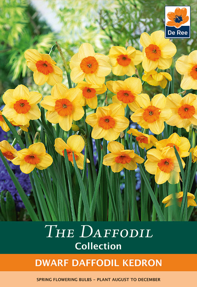 Dwarf Daffodil &#39;Kedron&#39; 8 Bulbs