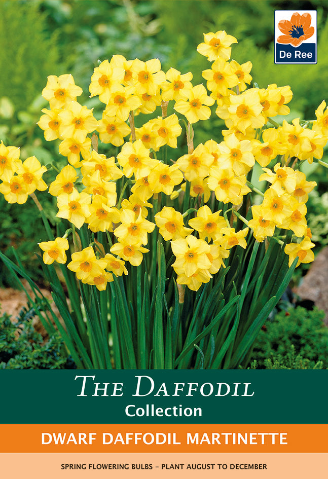 Dwarf Daffodil &#39;Martinette&#39; (8 Bulbs)