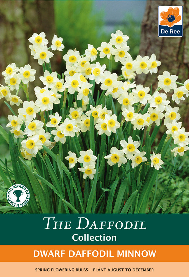 Dwarf Daffodil 'Minnow' (10/20 Bulbs)