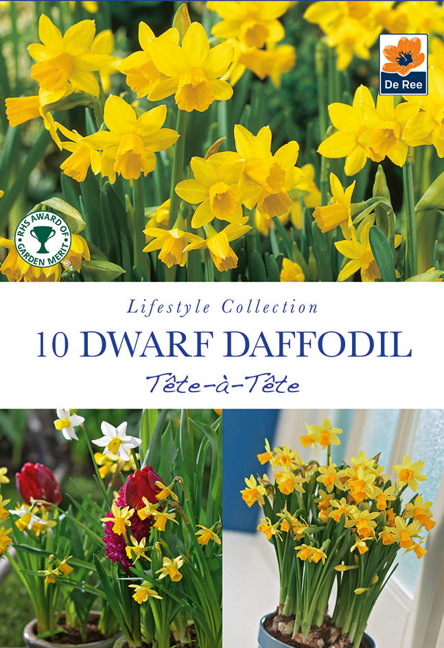 Narcissus 'Tête-à-tête' - Dwarf Scented Daffodil (10/20Bulbs)