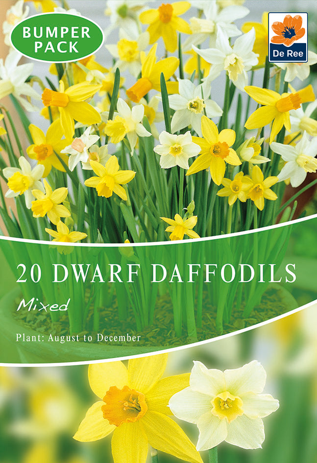 Dwarf Daffodil Bulbs Mixed (20 Bulbs) feature green stems and are perfect low-maintenance flower bulbs for brightening up any space.