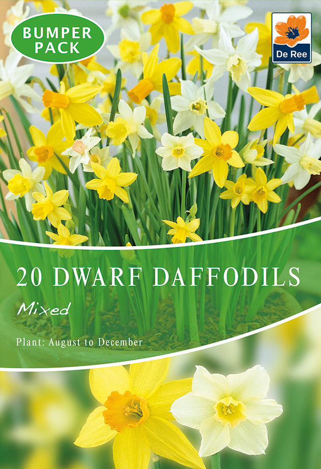 Dwarf Daffodil Bulbs Mixed (20 Bulbs)