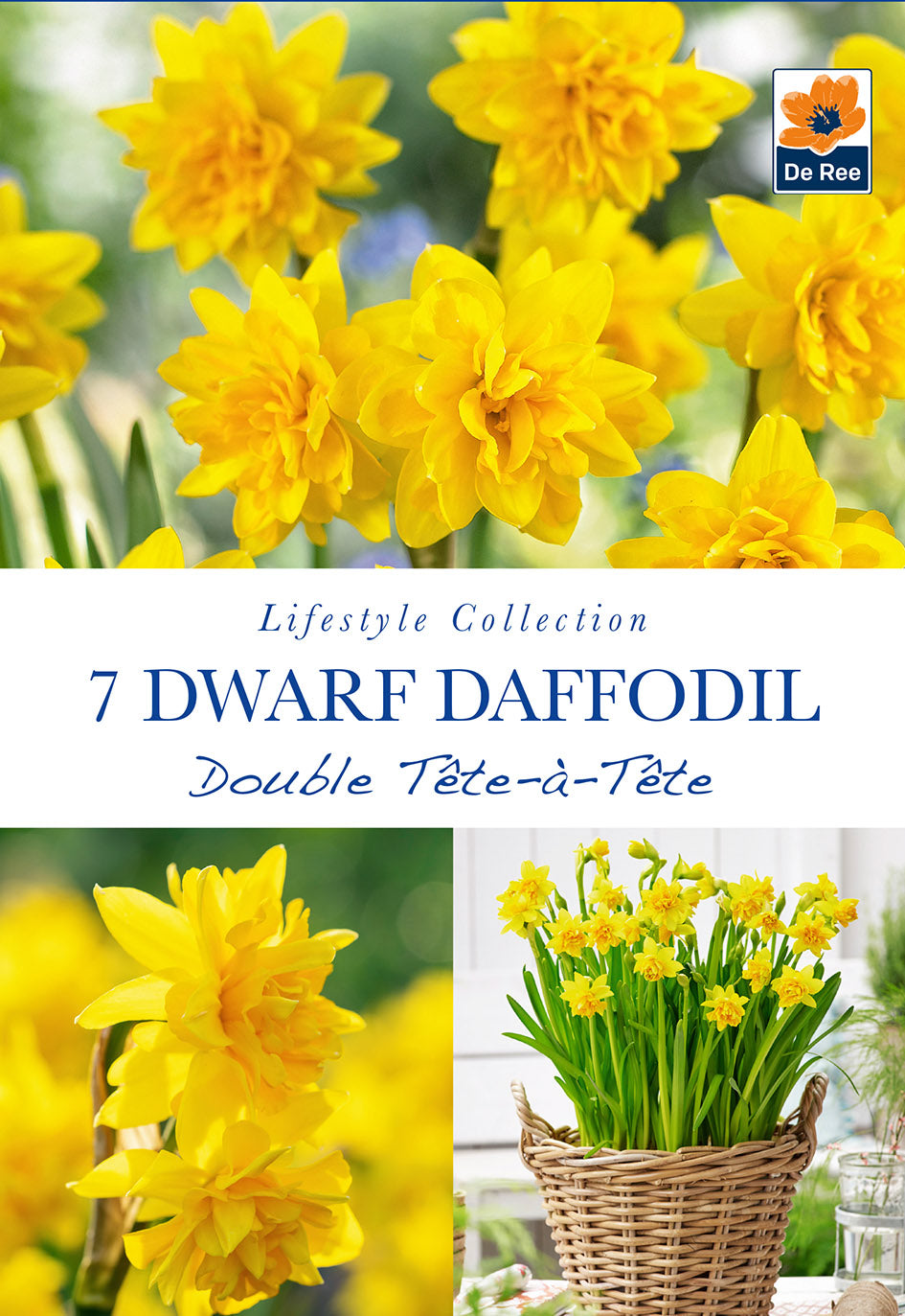 A packet of Dwarf Daffodil Double Tete a Tete (Narcissus Tete Boucle 7/16 Bulbs) offers bright yellow double blooms, perfect for garden displays or wicker basket arrangements indoors.