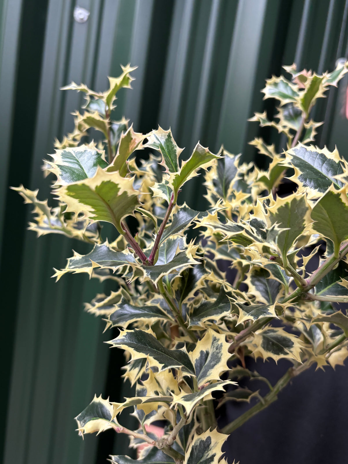 Standard Holly Tree | Ilex aquifolium &#39;Argentea Marginata&#39; | 50-60cm, 80-90cm