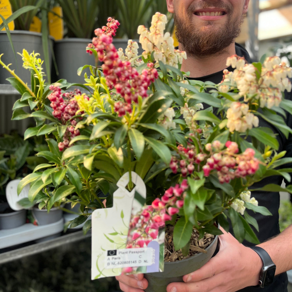 A person smiles while holding a Pieris japonica &#39;Twins’ 2L (50-60cm), an evergreen shrub with bronze-red leaves and clusters of pink and white flowers. The plant passport tag and more potted plants can be seen in the background.