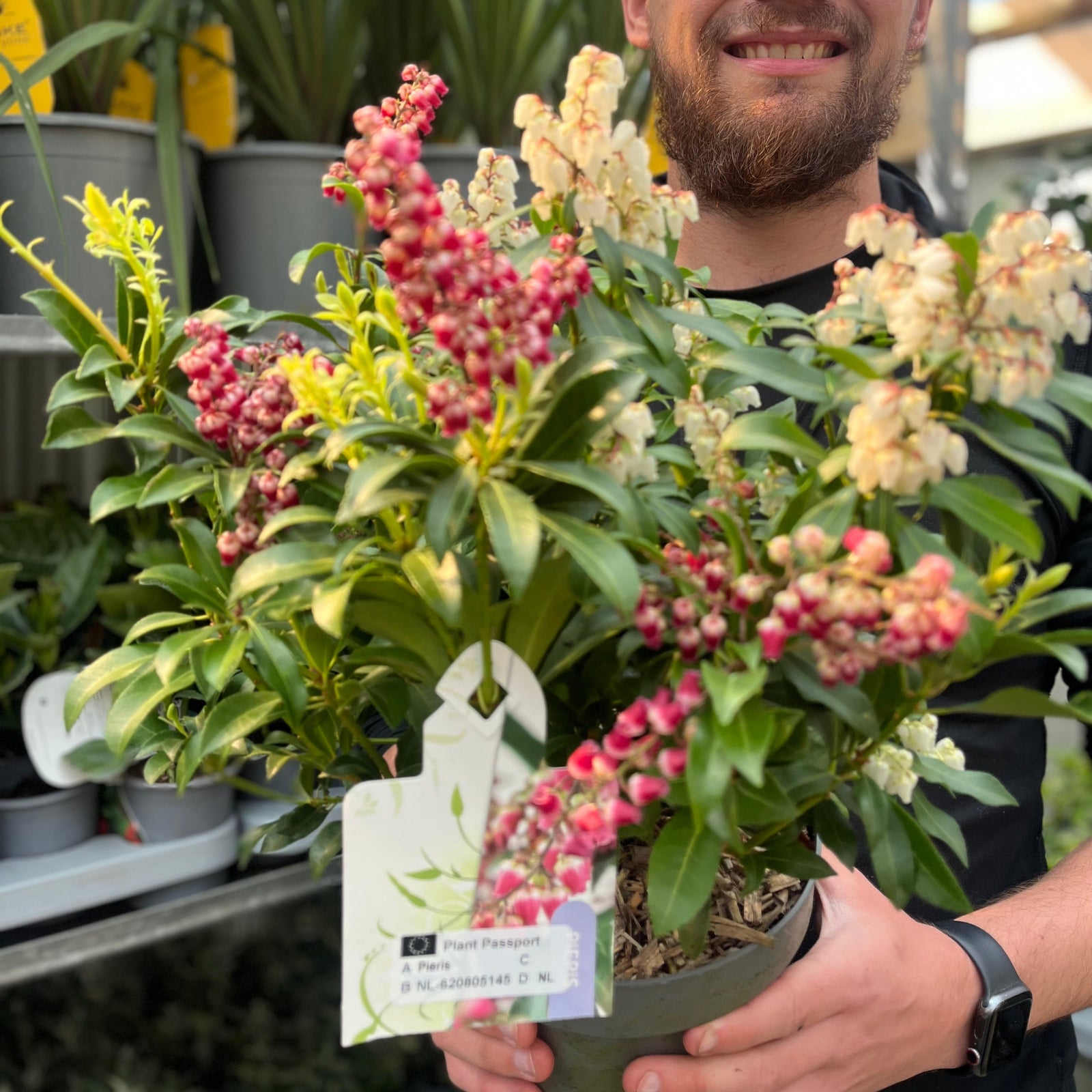 A bearded man in a black shirt and smartwatch holds a Pieris japonica 'Twins’ 2L (50-60cm), displaying its pink and white flowers, in a garden center surrounded by potted plants on shelves.