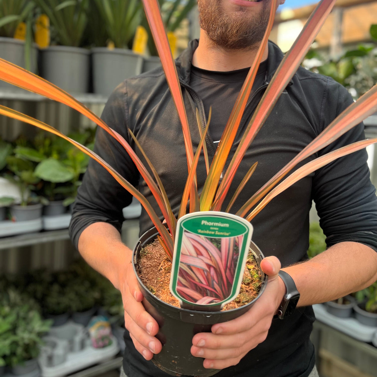 A person in a black long-sleeve shirt holds a Phormium &#39;Rainbow Sunrise&#39; 2L (40-50cm including the pot), a striking New Zealand Flax with red and green foliage, in a plant-filled store.