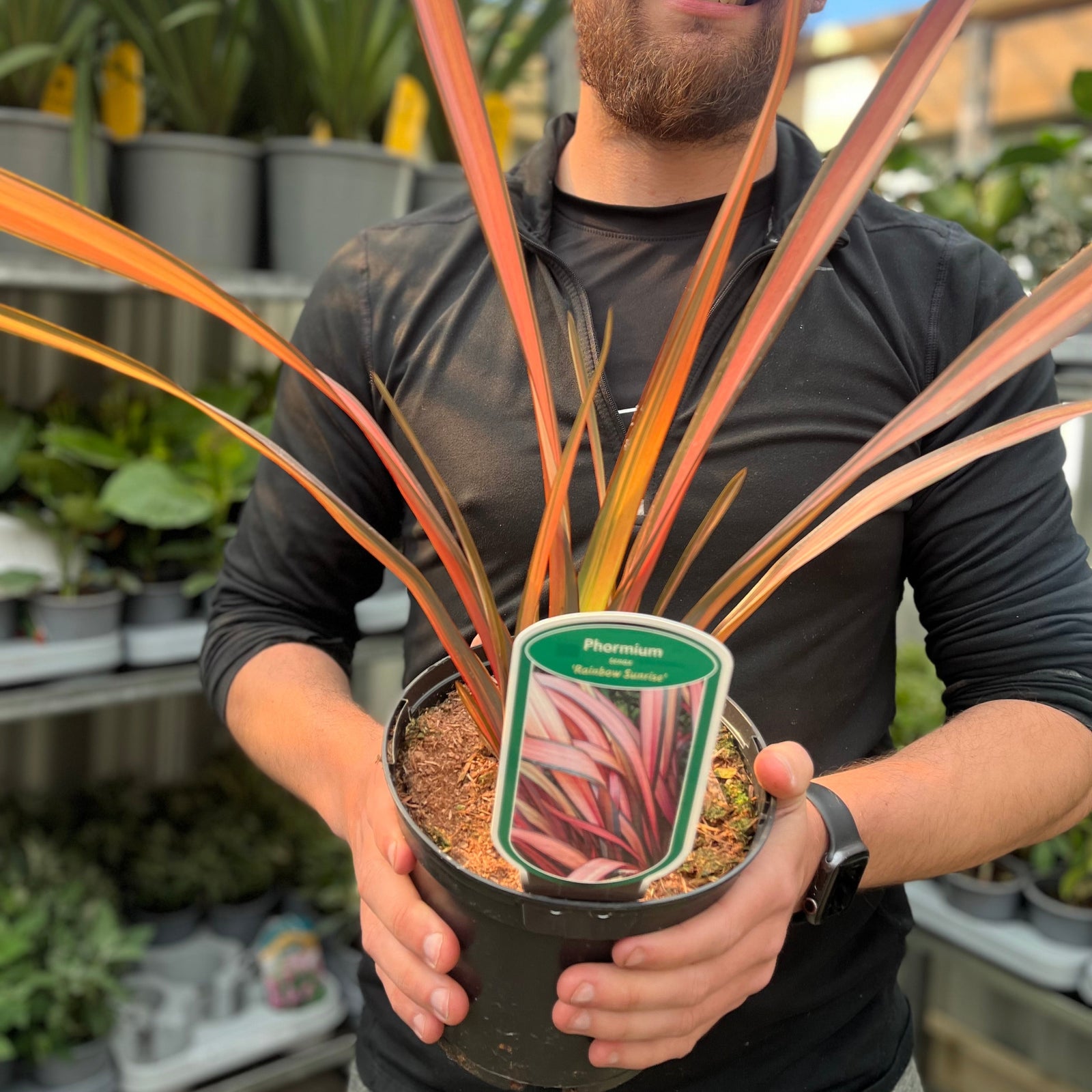 A person in a black long-sleeve shirt holds a Phormium 'Rainbow Sunrise' 2L (40-50cm including the pot), a striking New Zealand Flax with red and green foliage, in a plant-filled store.