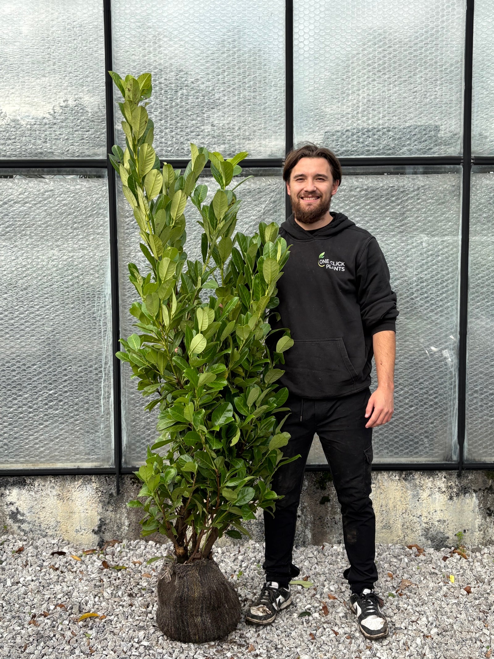 5-6ft Established Bushy ROOTBALL Cherry Laurel Hedge Plants (150-180cm)