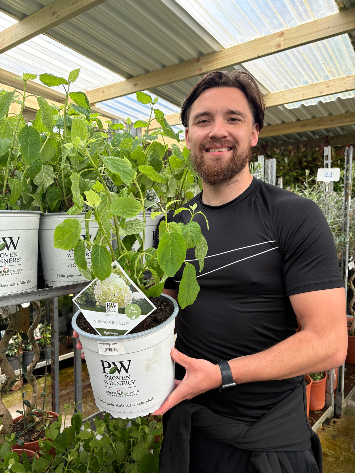 Hydrangea arborescens 'Incrediball' / 'Strong Annabelle' 3L / 5L / 7.5L / 10L / 20L