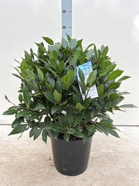 An Established Laurus Nobilis Ball (Bay Leaf Ball) in a black pot stands before a height chart and white background, sporting dark green, glossy evergreen leaves. Ideal for patio balls. Available in 10L, 15L, 24L, or 30L sizes with tags attached.