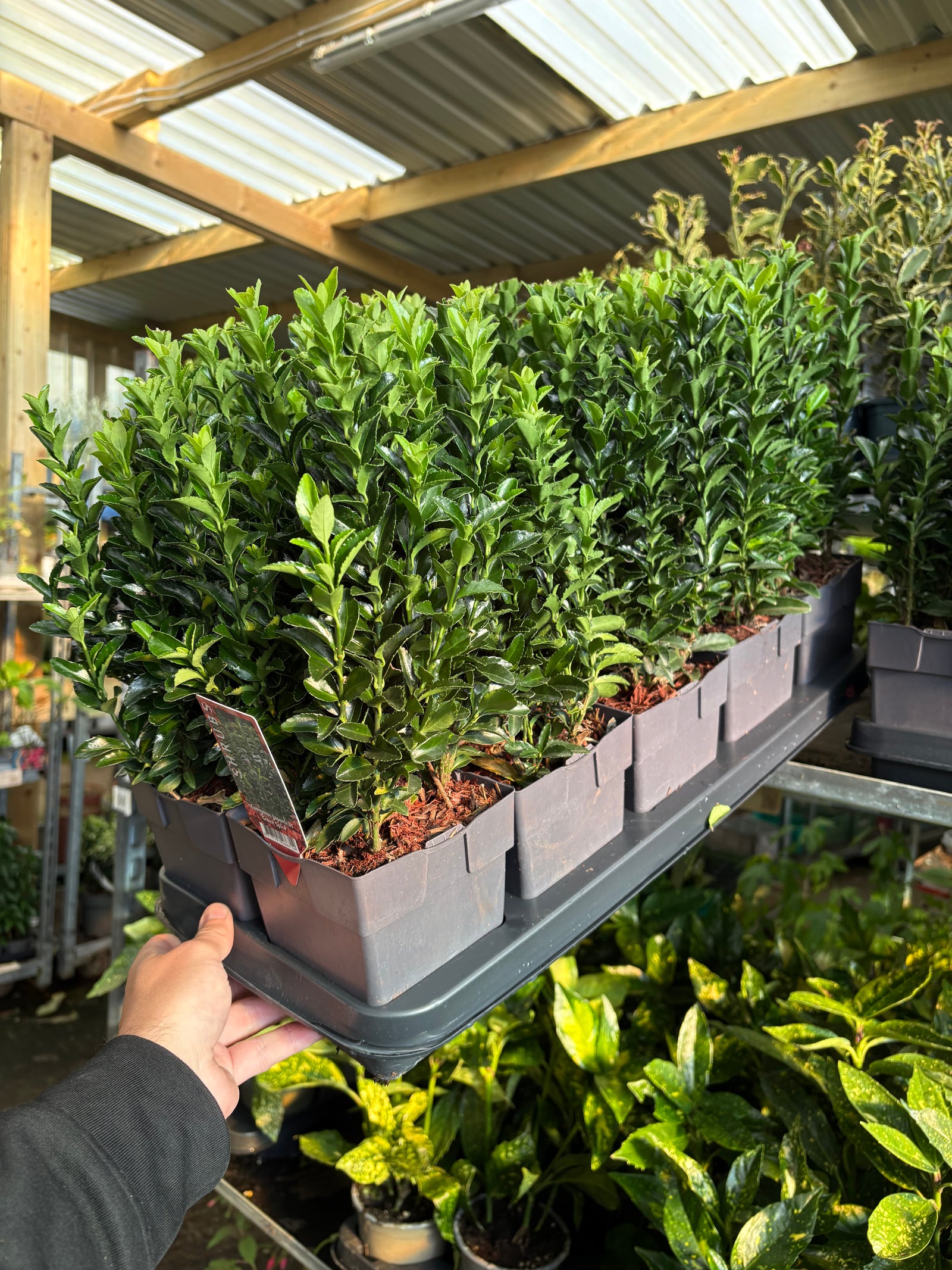 Euonymus japonicus 'Green Spire' 1L (30-40cm)