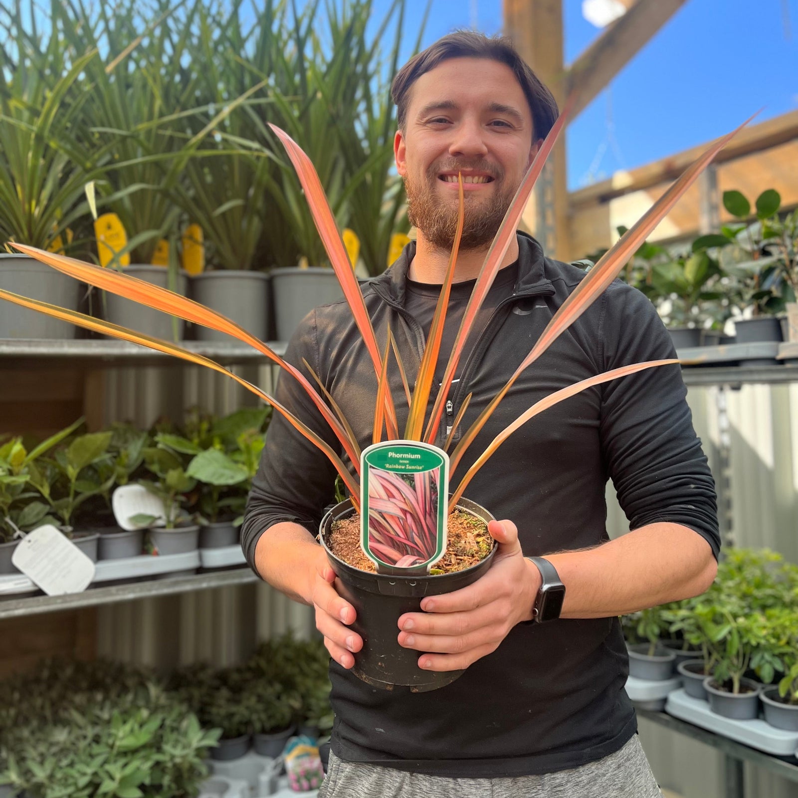 A person in a black long-sleeve shirt holds a Phormium 'Rainbow Sunrise' 2L (40-50cm including the pot), a striking New Zealand Flax with red and green foliage, in a plant-filled store.