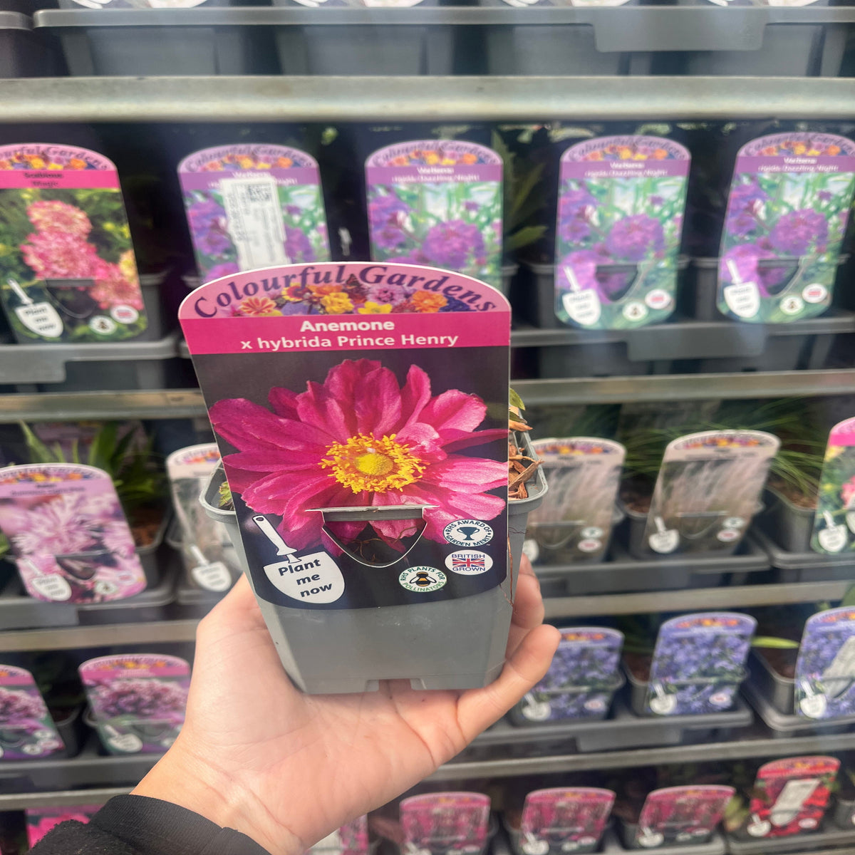 A hand holds a potted Anemone x hybrida Prince Henryi 9cm, a Japanese anemone prized for its vibrant pink perennial blooms. Similar flower pots are displayed on the shelves in the background.