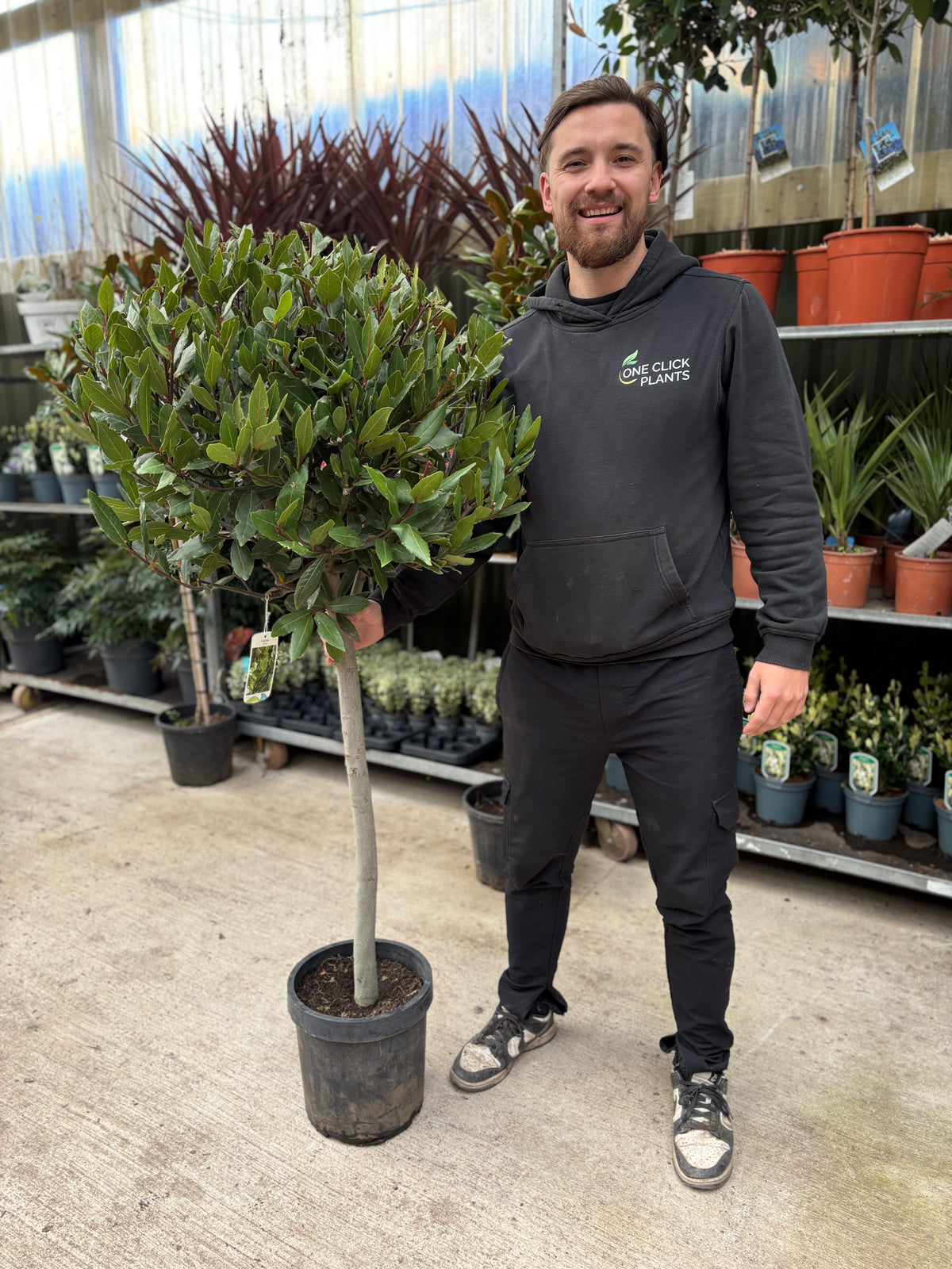 1/4 Standard Bay Tree (Laurus Nobilis) 7L 150-160cm (Stem: 80cm, Head: 40cm)