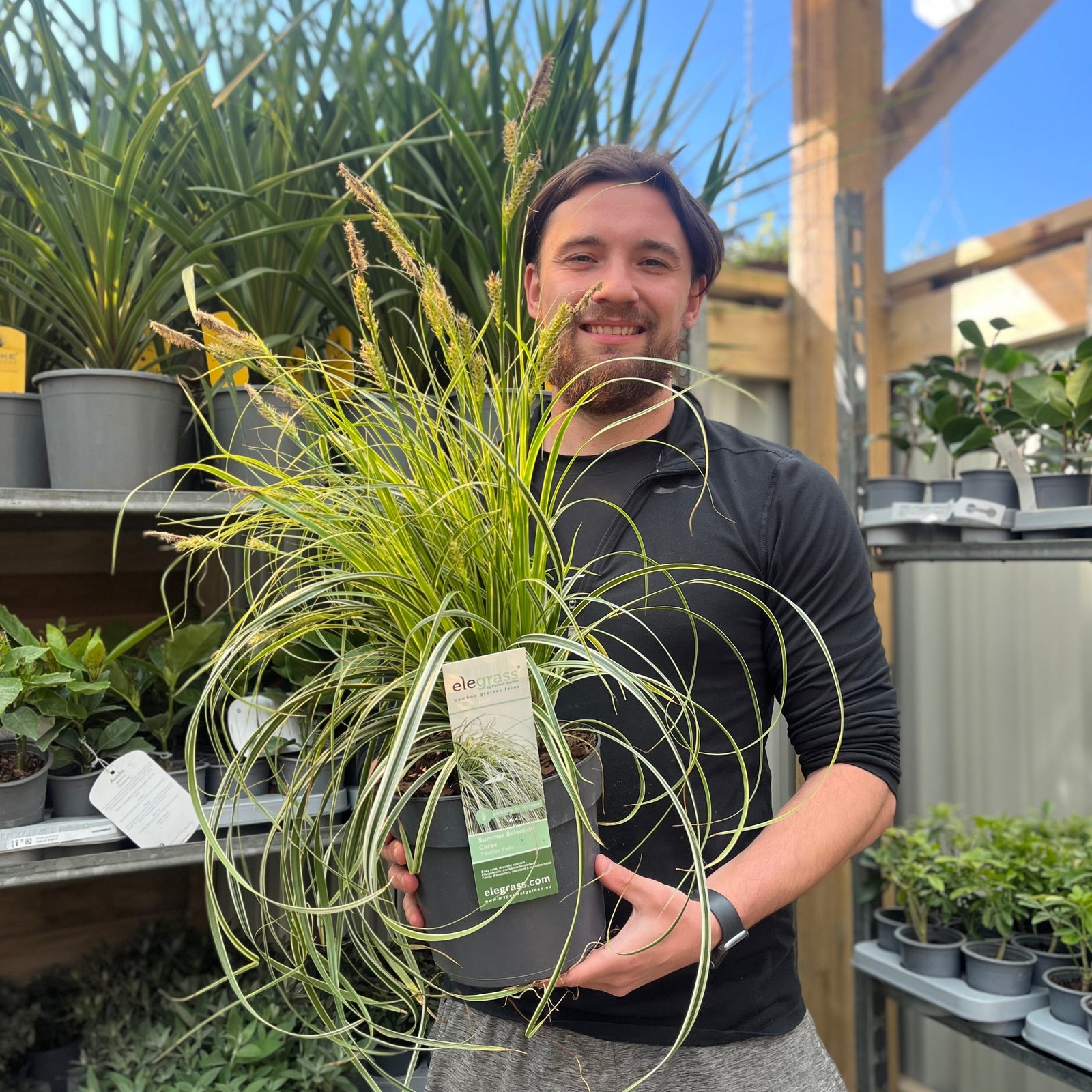 Carex 'Feather Falls' 3L