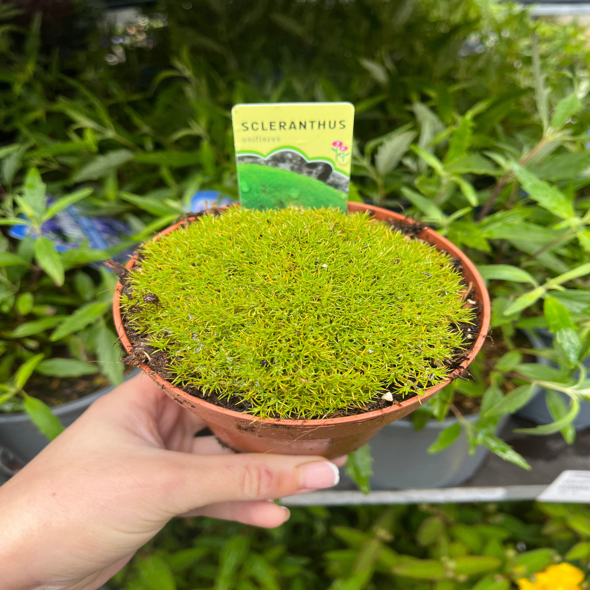 A hand holds a Scleranthus uniflorus in a 10cm growers pot, showing its dense, round mound of bright green foliage. The drought-tolerant plant is ideal as ground cover; a label sticks out behind it with other leafy plants blurred in the background.