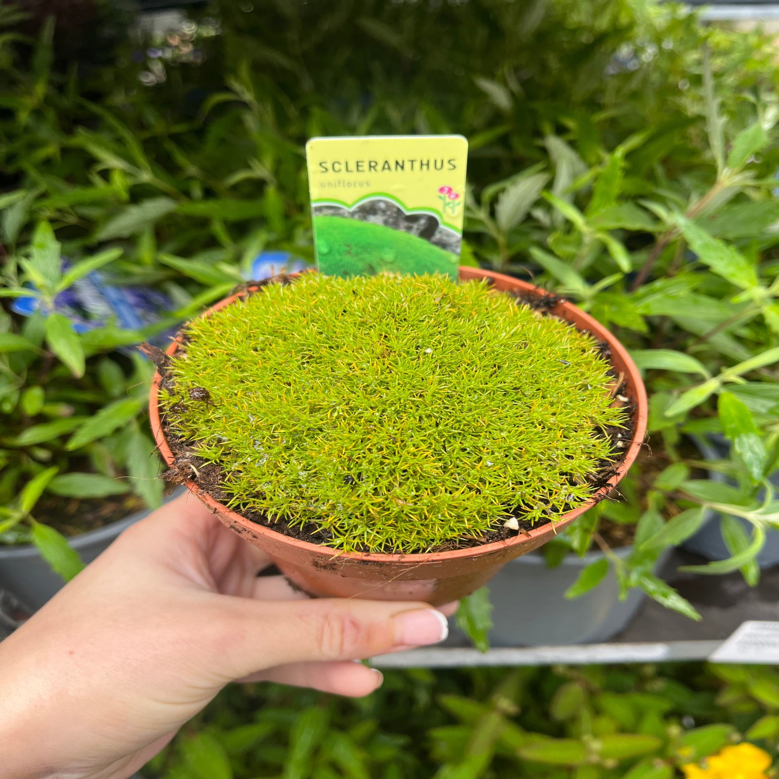 A hand holds a Scleranthus uniflorus in a 10cm growers pot, showing its dense, round mound of bright green foliage. The drought-tolerant plant is ideal as ground cover; a label sticks out behind it with other leafy plants blurred in the background.