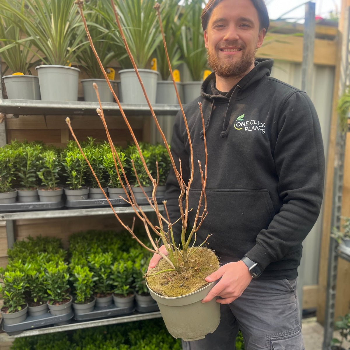 A person in a black One Click Plants hoodie holds an Azalea knaphill &#39;Golden Eagle&#39; 5L (80-90cm inc. pot) with bare branches, standing before shelves of green potted plants.