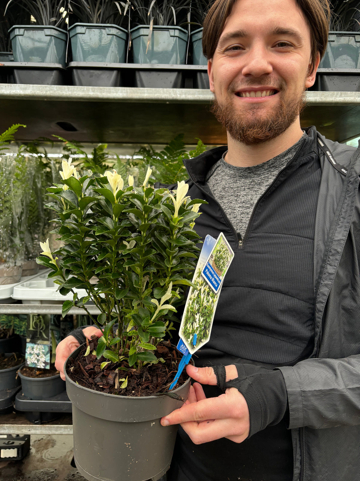 A smiling person in a black jacket holds a potted Euonymus fortunei &#39;Paloma Blanca&#39; (9cm/1.5L/2L/5L, Multibuy Offers Available) with glossy light green leaves inside a garden center, with plant tags and more plants on shelves in the background.