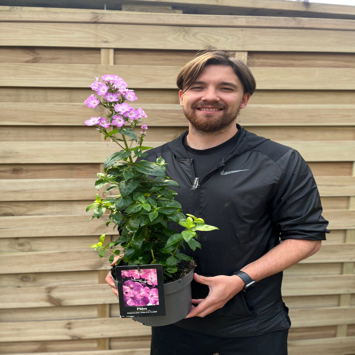 Phlox paniculata &#39;Pink Eye Flame&#39; 2L