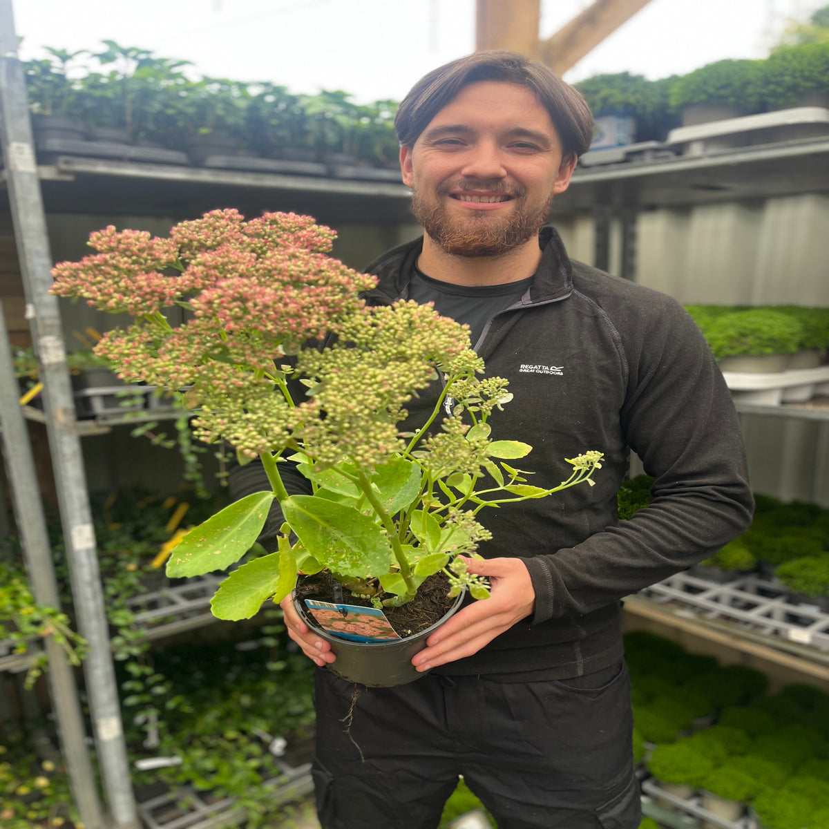 Sedum &#39;Herbstfreude&#39; 2L