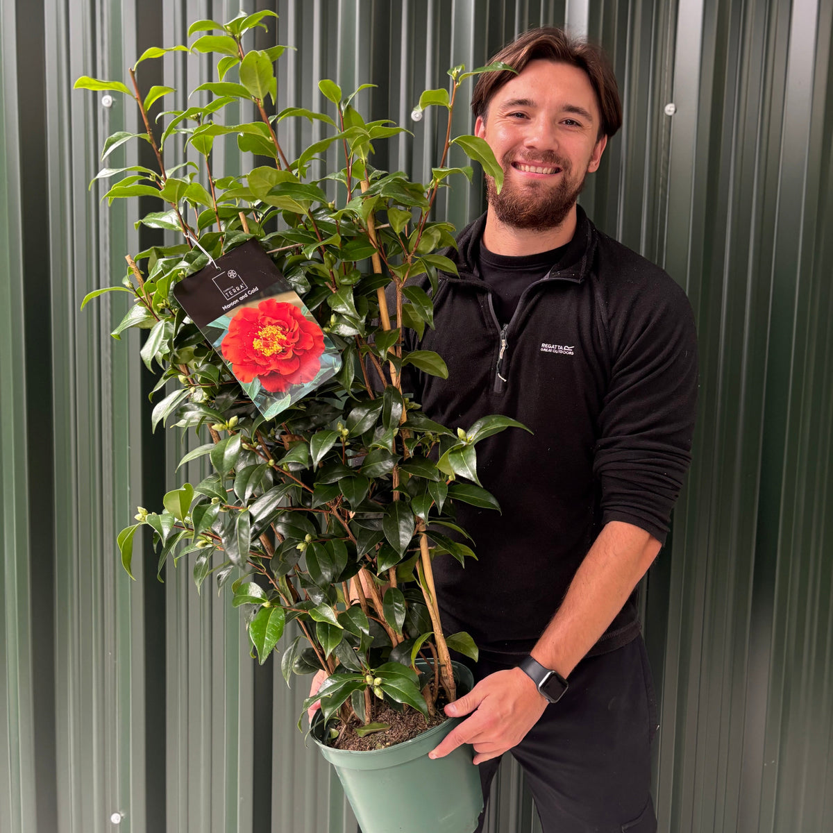 Camellia japonica &#39;Maroon and Gold&#39; 50-60cm / 90-100cm