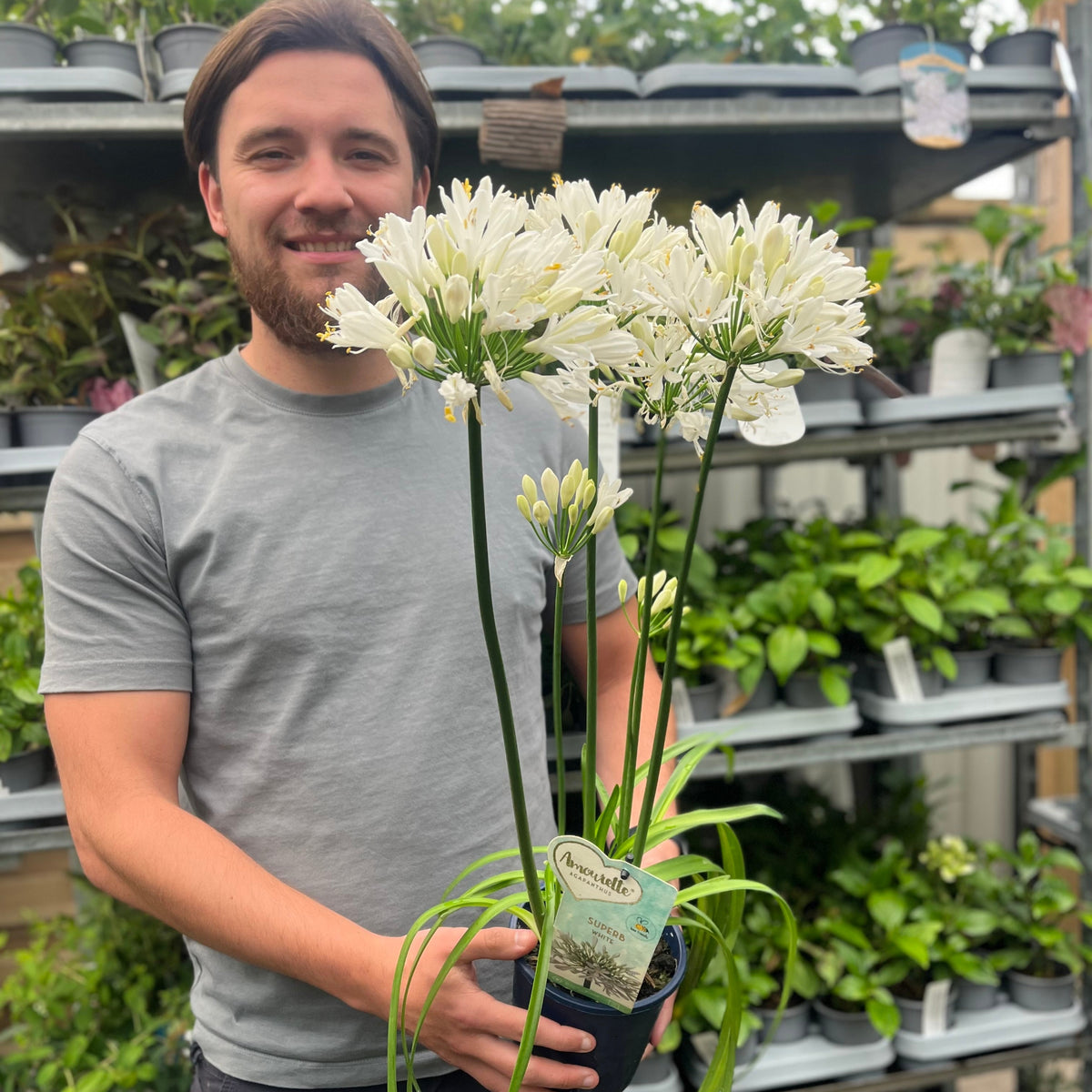 Agapanthus &#39;Africanus&#39; - African Lily  (White)  1.5L