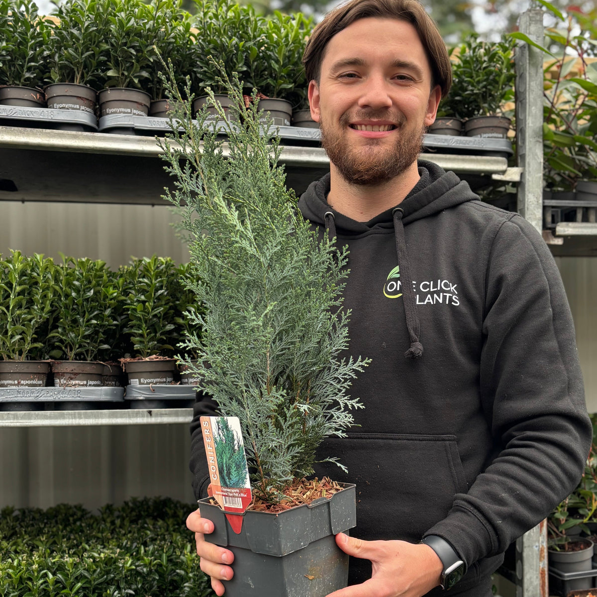 A bearded person in a black Click Plants hoodie smiles while holding a Chamaecyparis lawsoniana &#39;Van Pelt&#39;s Blue&#39; 2L (50-60cm inc. pot) with silvery-blue foliage; behind them, nursery shelves display assorted potted plants.