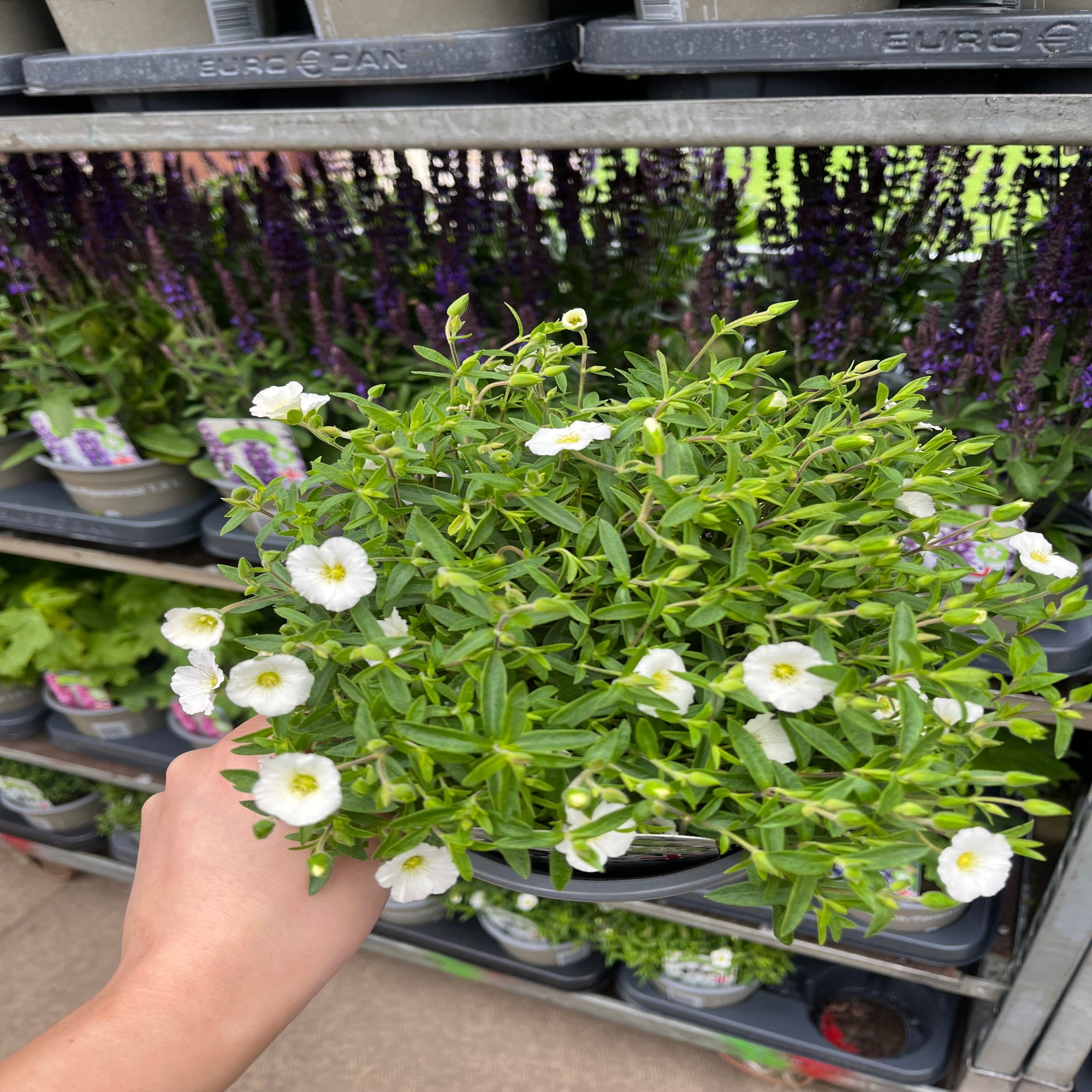Arenaria montana  'Summer White Compact' 1.5L