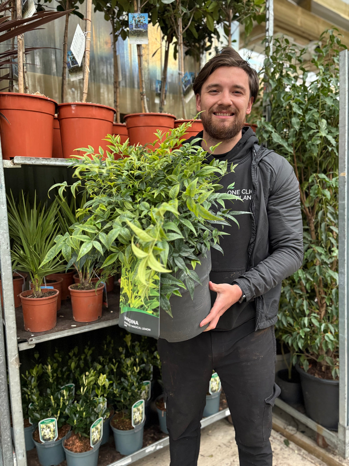 Nandina domestica 'Lemon and Lime' 9cm/2L/10L