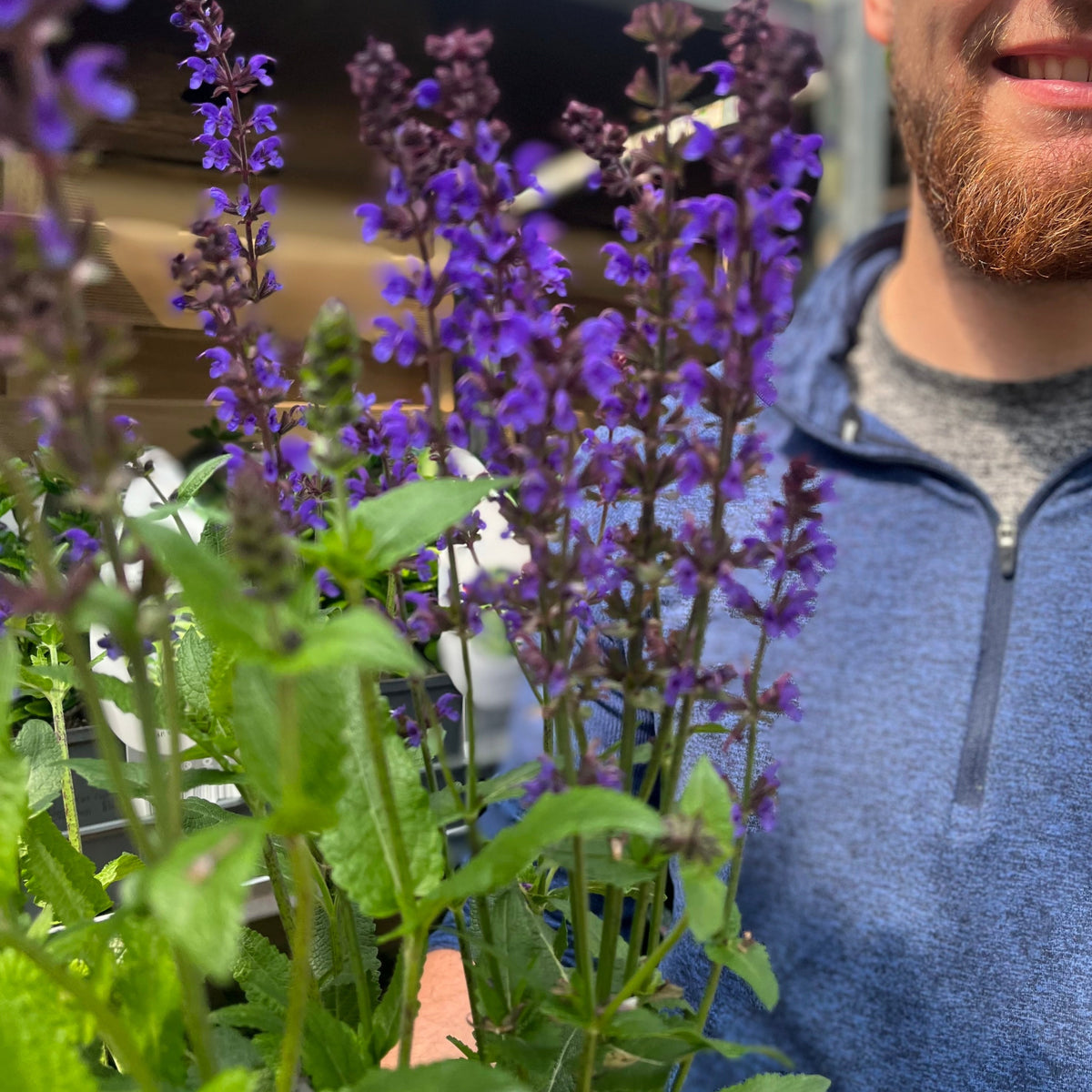 A person with a reddish beard and blue pullover smiles next to Salvia nemorosa Salute Deep Blue 2L, a tall, drought-tolerant perennial with purple flowers and green leaves, standing outdoors in bright sunlight.