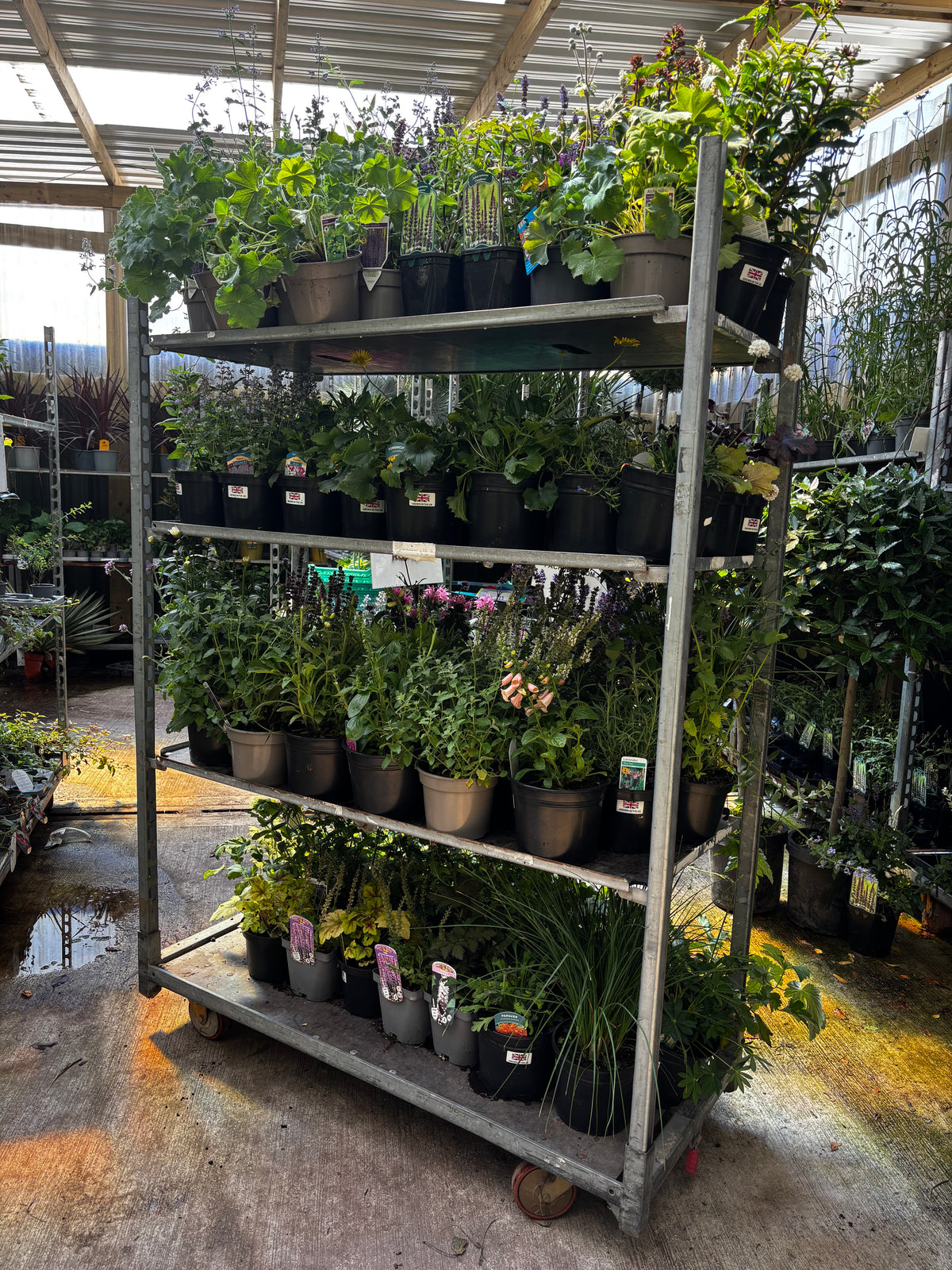 Pallet of 50 Established 2L Herbaceous Perennials (£8.99 per plant)