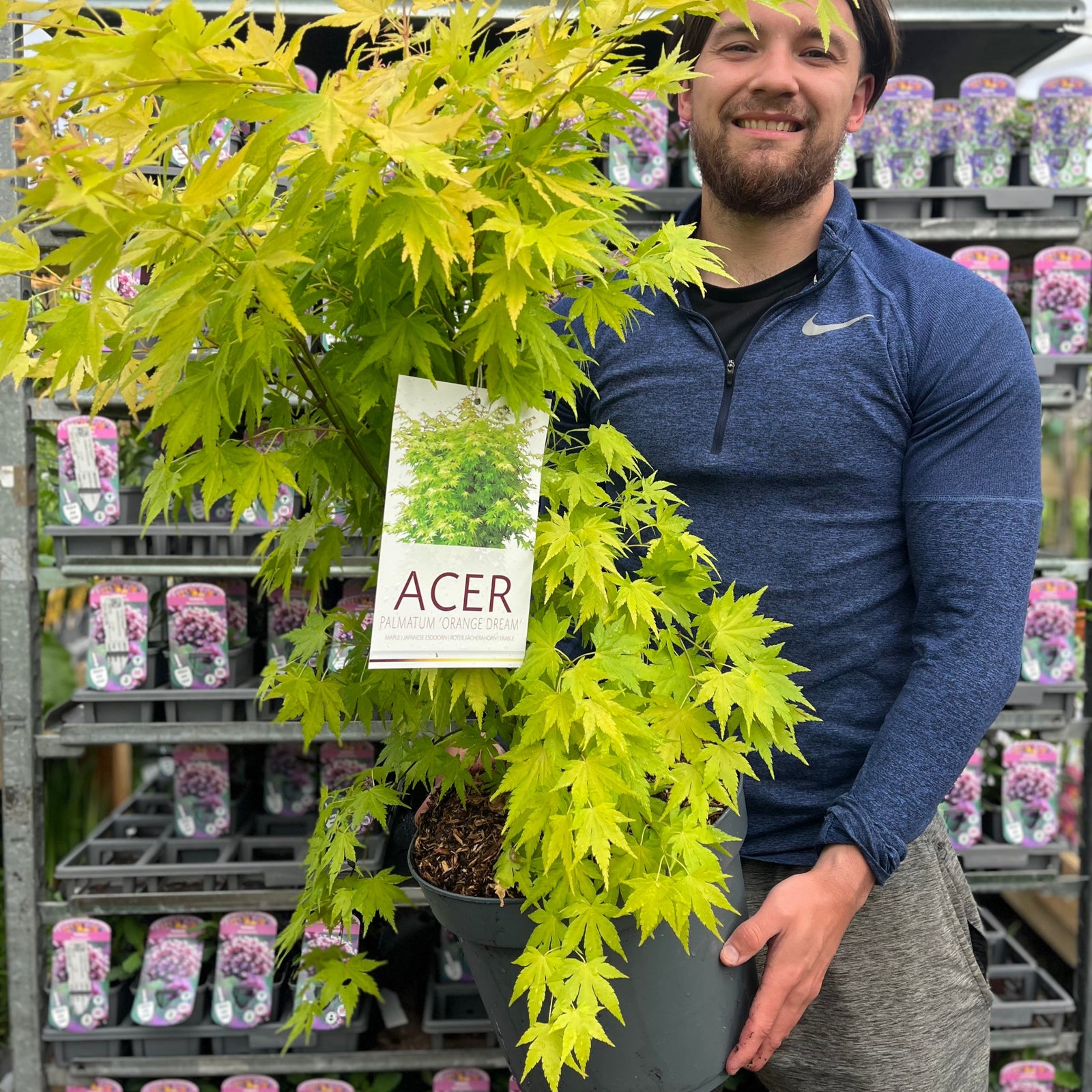 A smiling person in a blue zip-up shirt holds an Acer palmatum 'Orange Dream' (10.5cm/2L/3L/10L) in a nursery, with colorful potted plants behind, showcasing this maple’s striking autumn foliage.