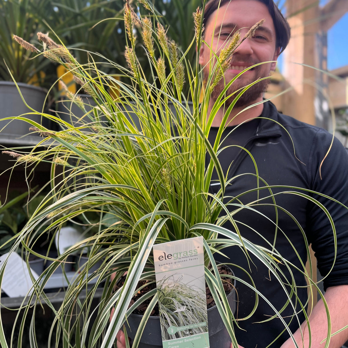 Carex &#39;Feather Falls&#39; 3L