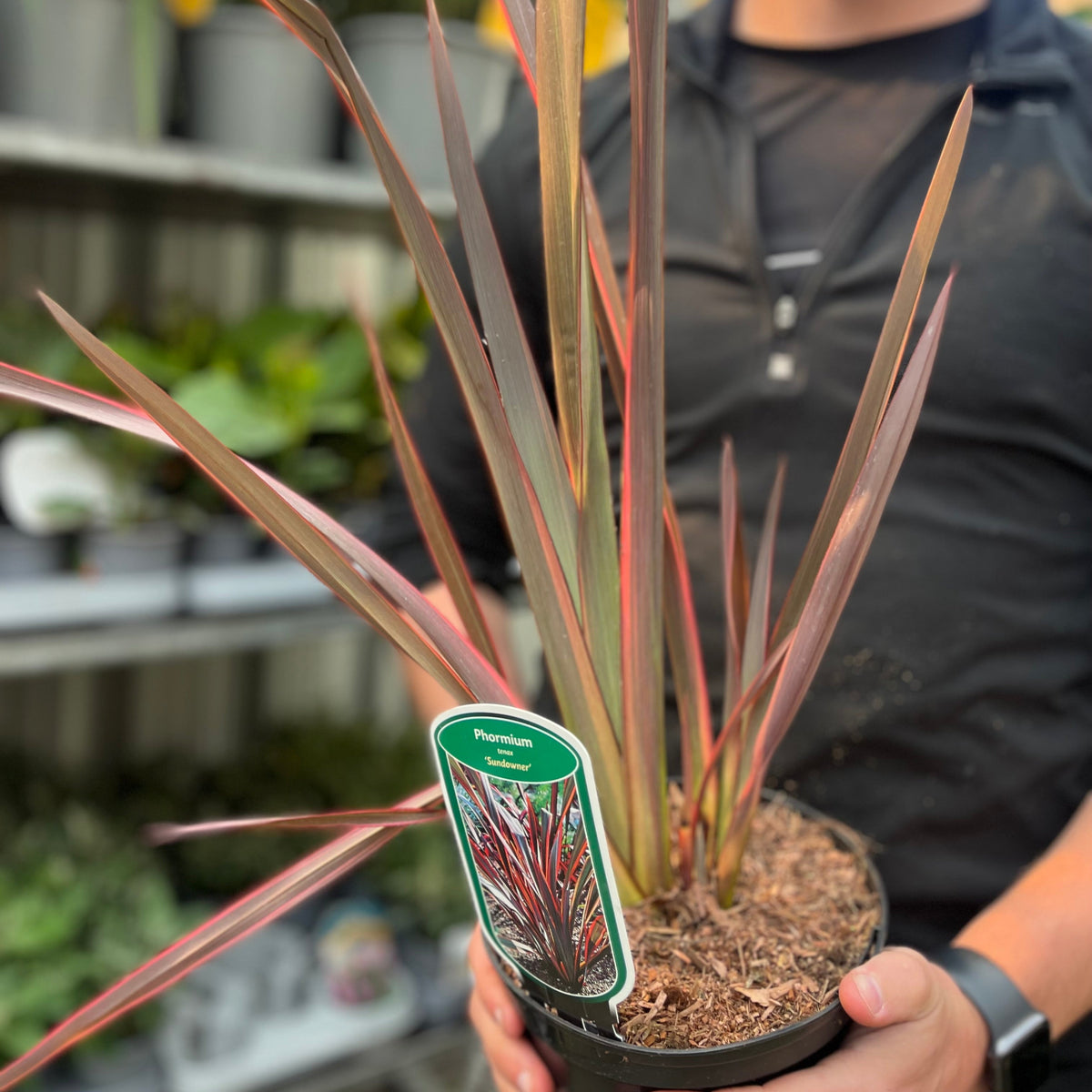 Phormium &#39;Sundowner&#39; 2L (40-50cm including the pot)