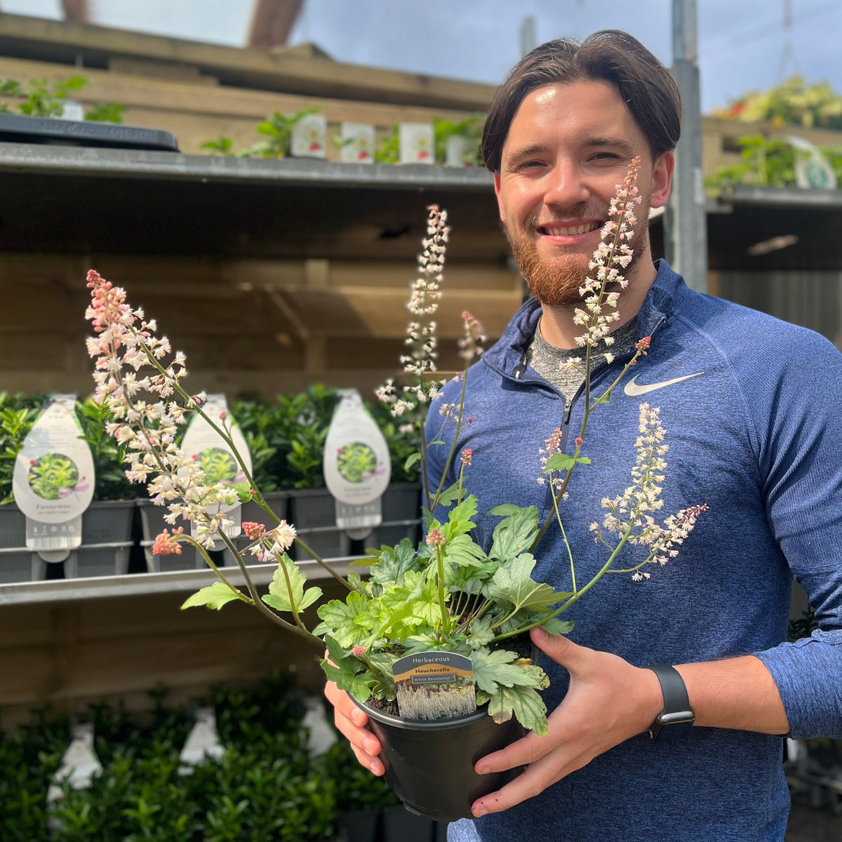 Heuchera &#39;White Revolution&#39; 2L