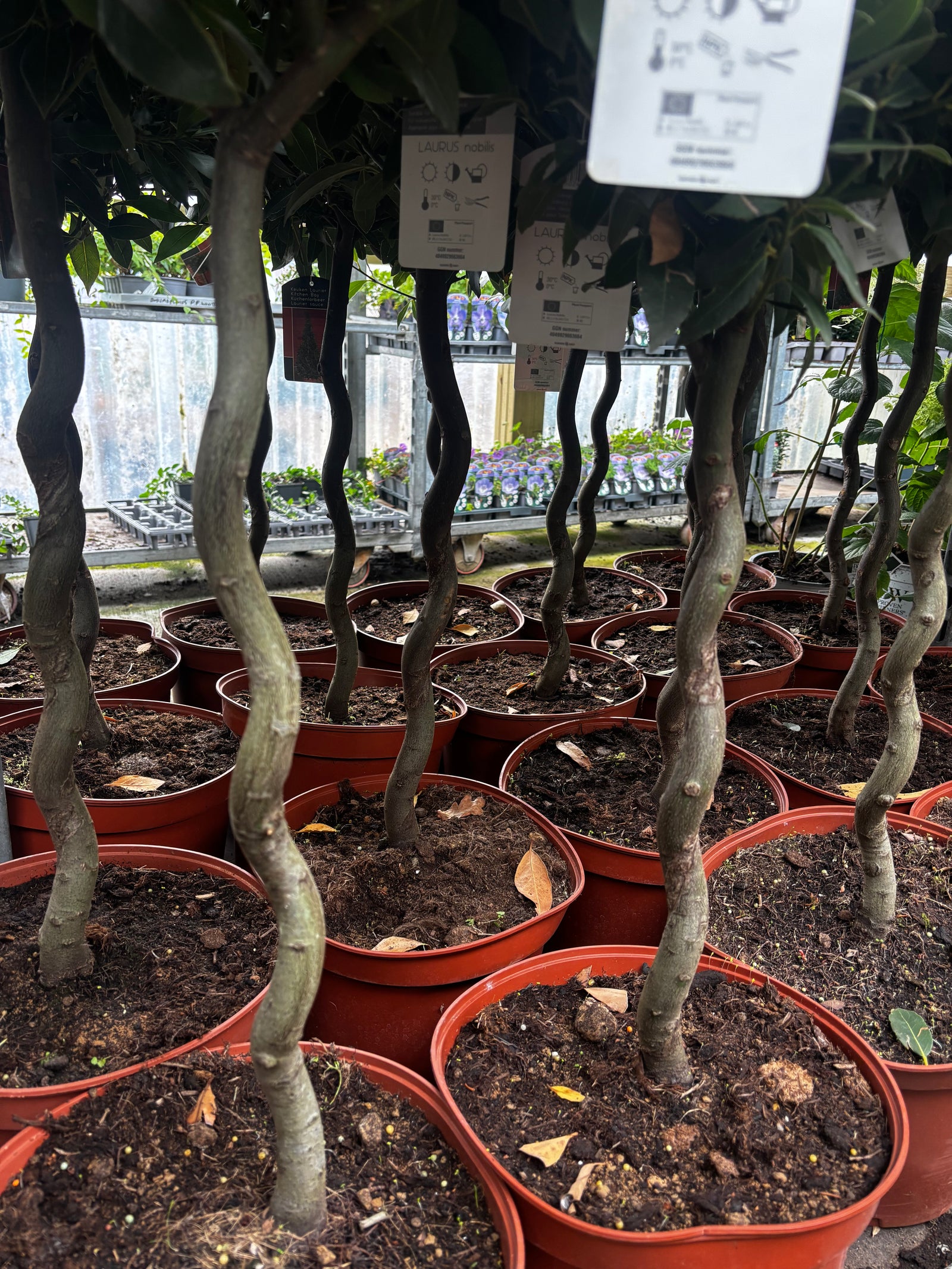 Twisted Thick Stem Standard Bay Tree (Laurus nobilis) 110-120cm inc. 10L Growers Pot
