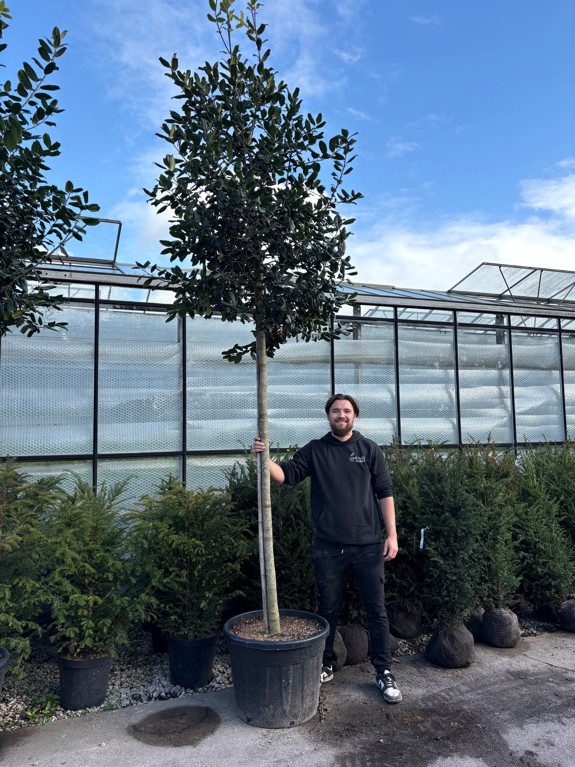 Standard ilex 'Nelly Steven's Tree 3m (stem 1.8m + head) 55L THICK STEM XL HEAD
