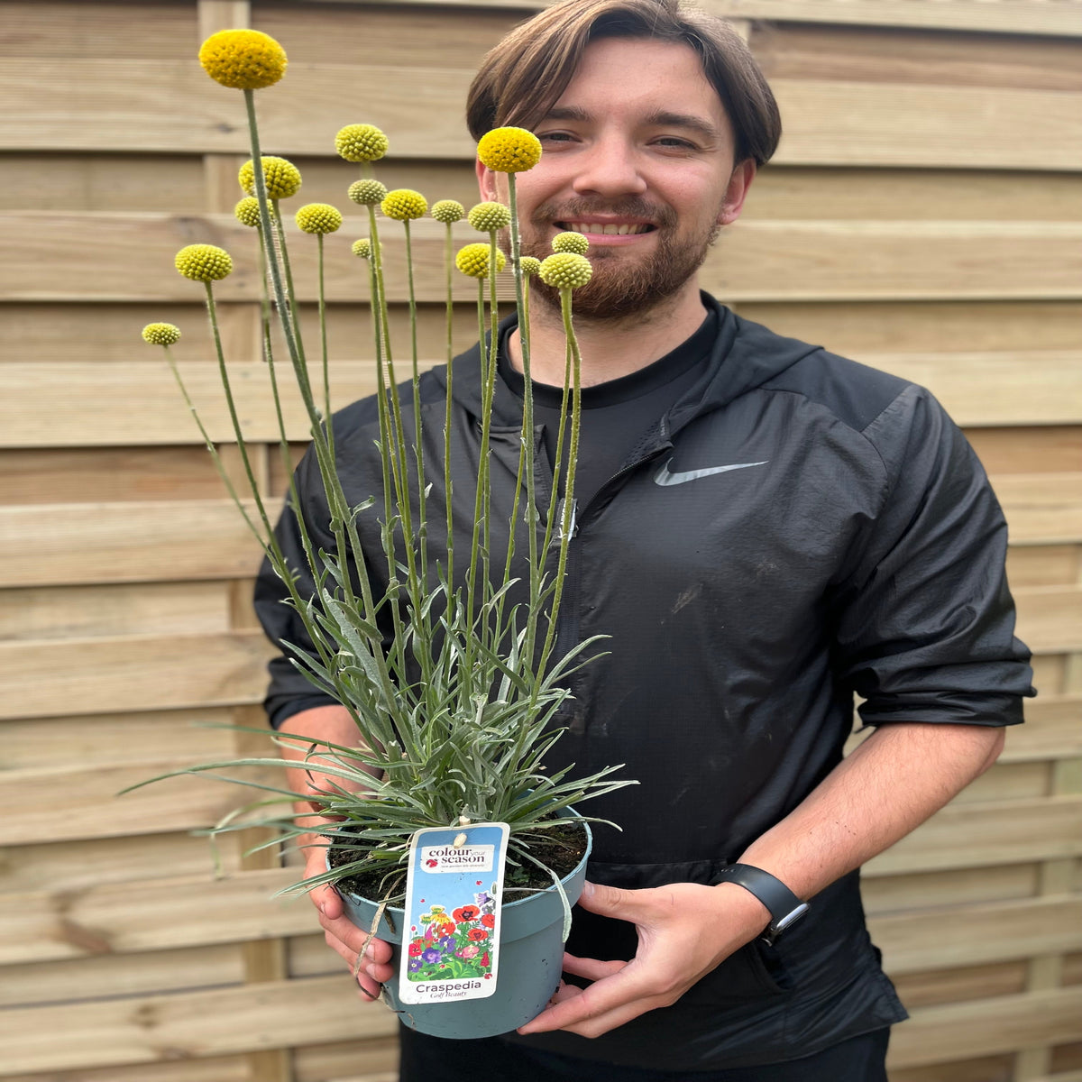 Craspedia globosa &#39;Golf Beauty&#39; 2L