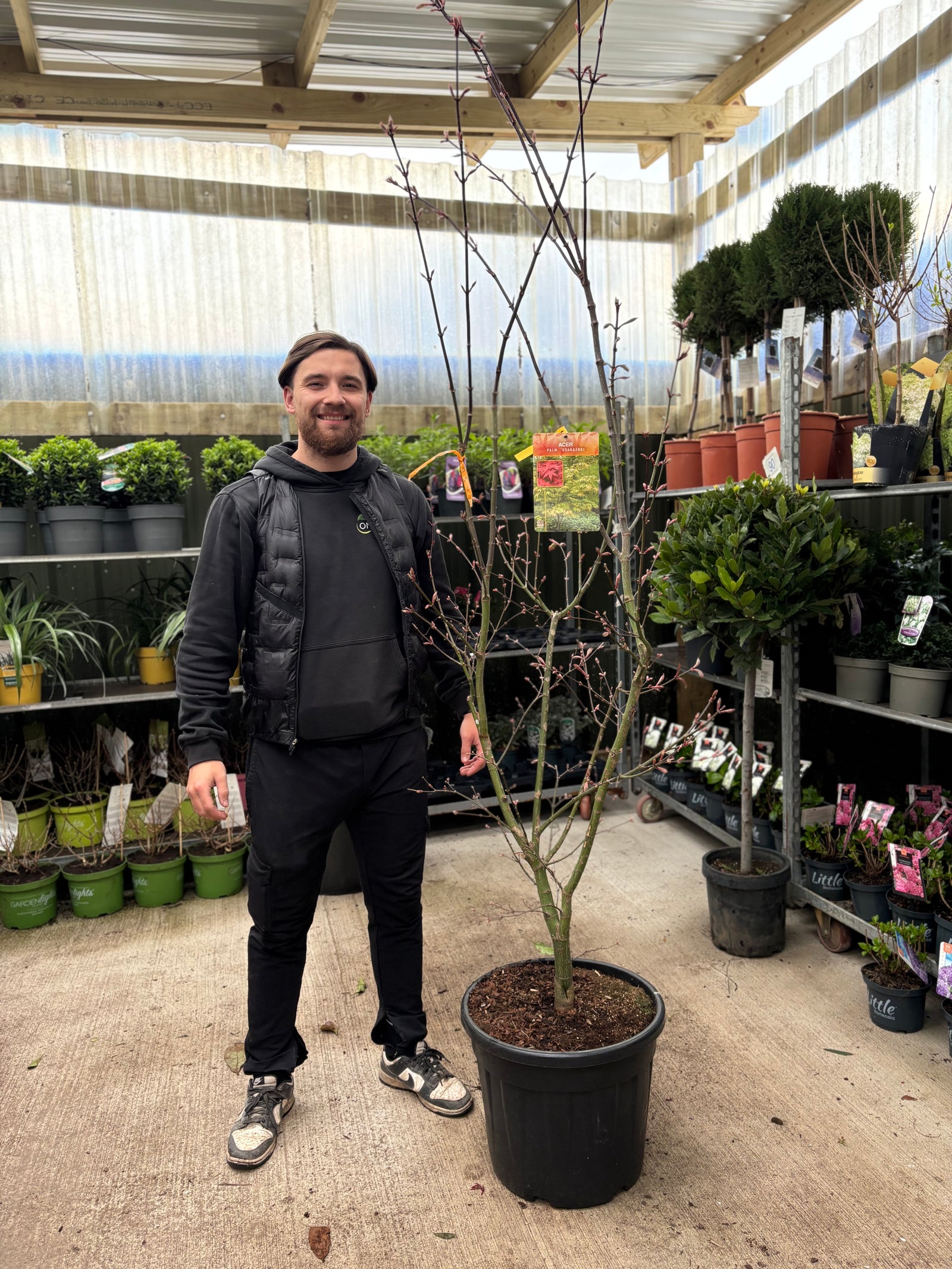 Acer palmatum 'Osakazuki' 35L / 50L