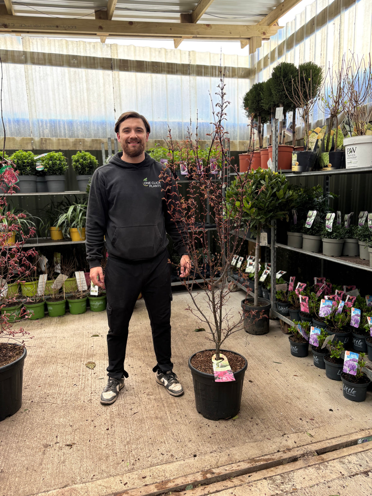 Acer palmatum Skeeter's Broom 3L / 20L