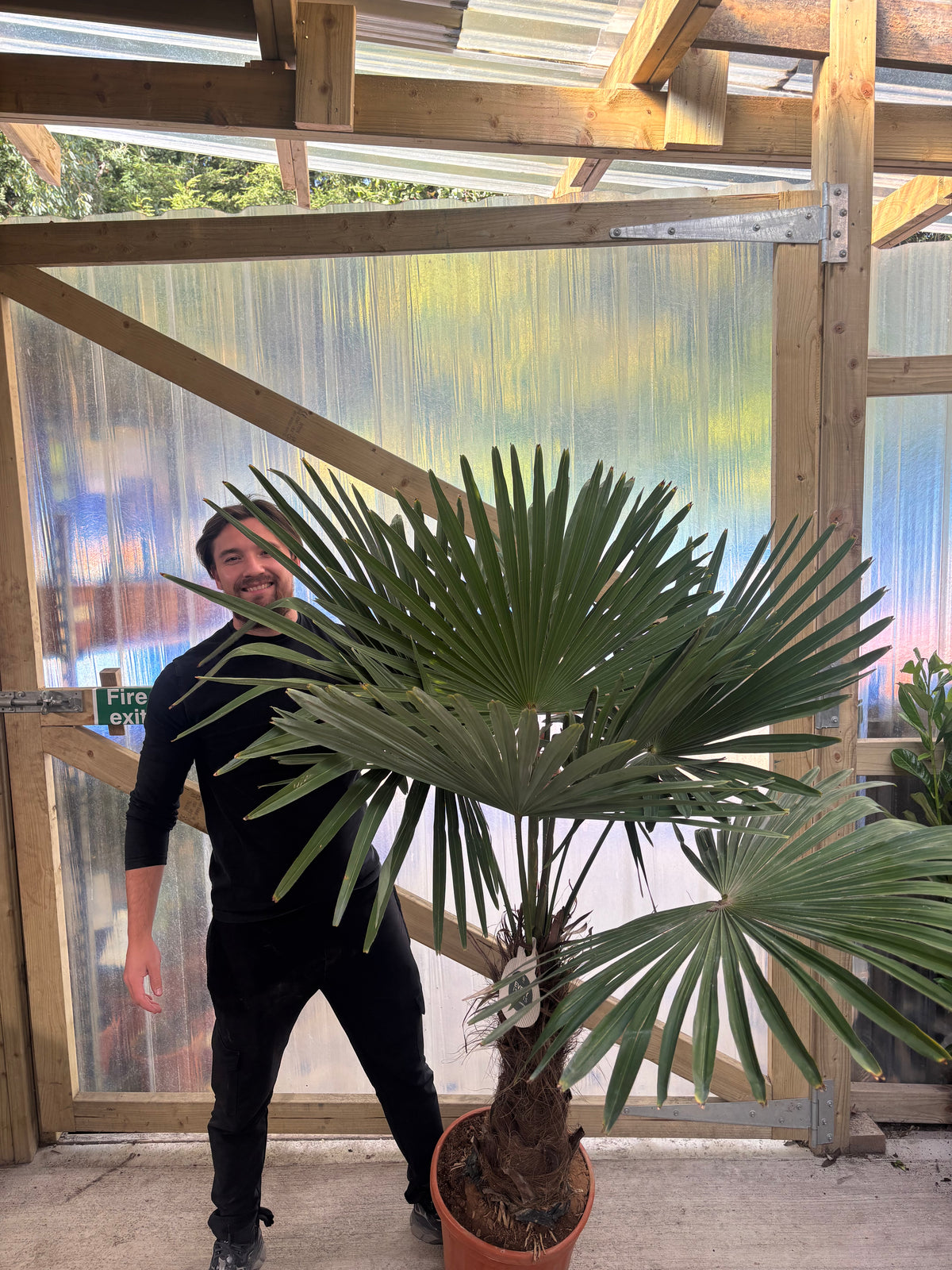 Trachycarpus Fortunei (160-80cm/ TRUNK 40-50cm) 25L